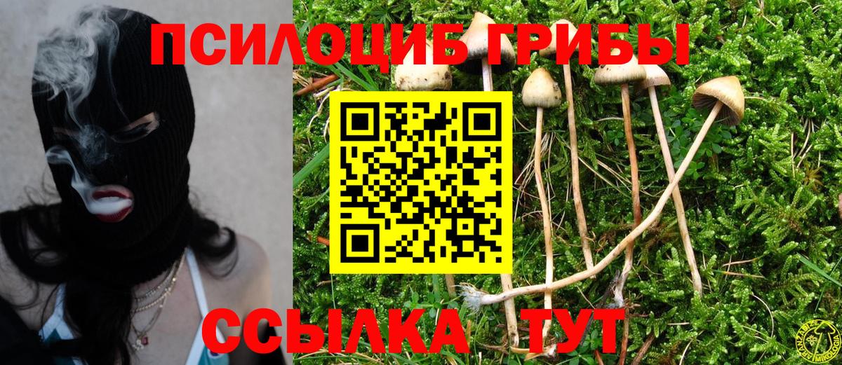Ярославль  Псилоцибиновые грибы Psilocybe  Вход с VPN 